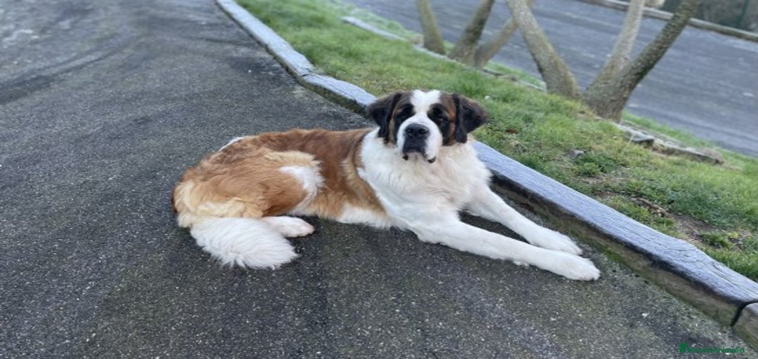 Imagen de galería {{count}}