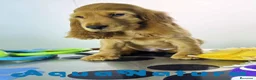 Cocker Spaniel Inglés perros en venta: Cocker Spaniel Macho - Anuncio 7