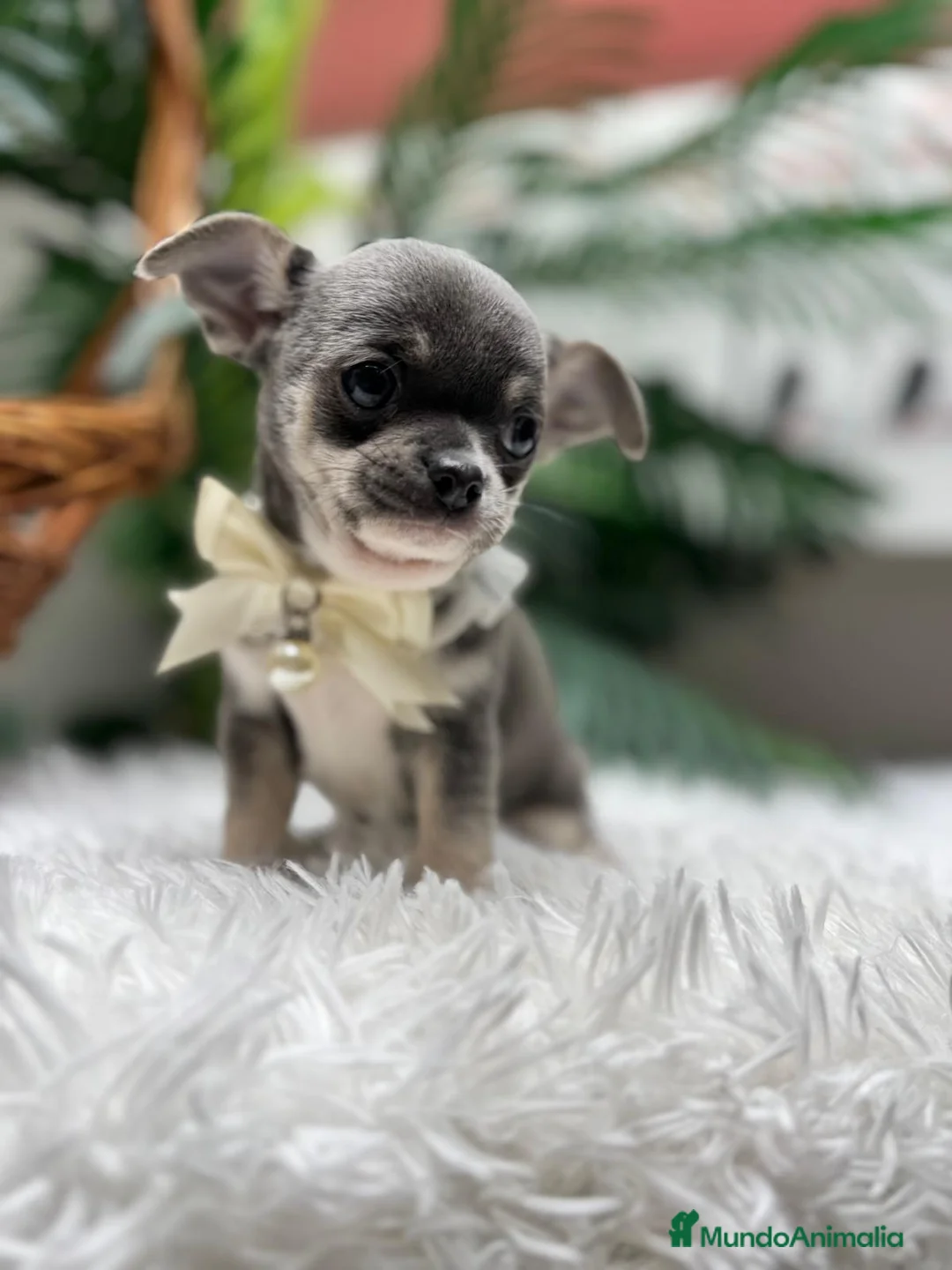 Chihuahua perros en venta: CHIHUAHUA  - Anuncio 2