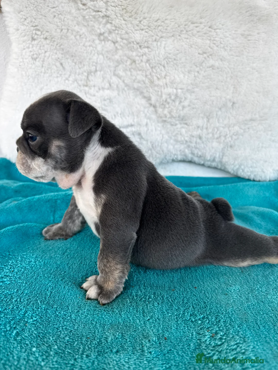 American Bully perros en venta: American bully en Illes Balears - Anuncio 2