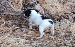 Épagneul Breton perros en venta: CACHORROS DE EPAGNEUL BRETON.  - Imagen 6