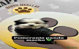Pomerania perros en venta: 🐾 BEBÉ DE POMERANIA 🐾 - Imagen 1