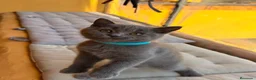 Británico de Pelo Corto Azul gatos en venta: Gatos british - Anuncio 6