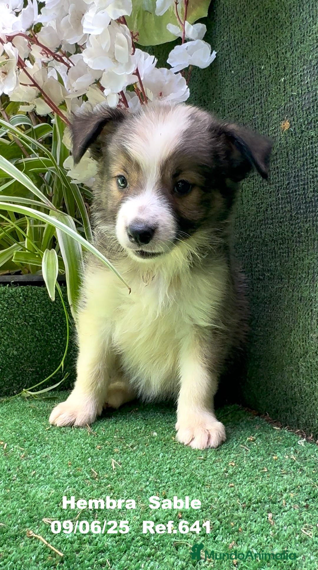 Border Collie perros en venta: BORDER COLLIE sable - Imagen 17