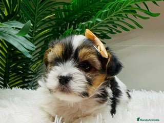 Yorkshire Terrier perros YORKSHIRE BIEWER MACHO - Anuncio 1