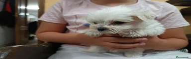 Bichón Maltés Cachorro 5