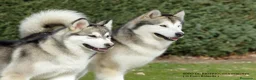 Alaskan Malamute perros en venta: Alaska Malamute  - Anuncio 2