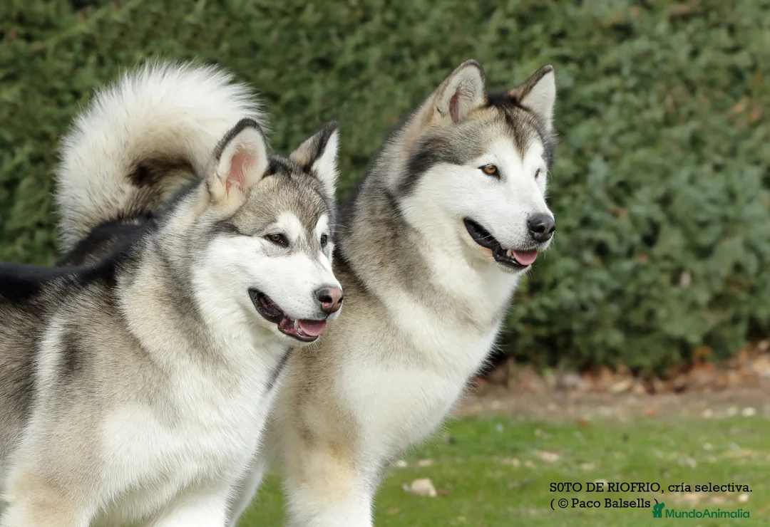 Alaskan Malamute perros en venta: Alaska Malamute  - Anuncio 2