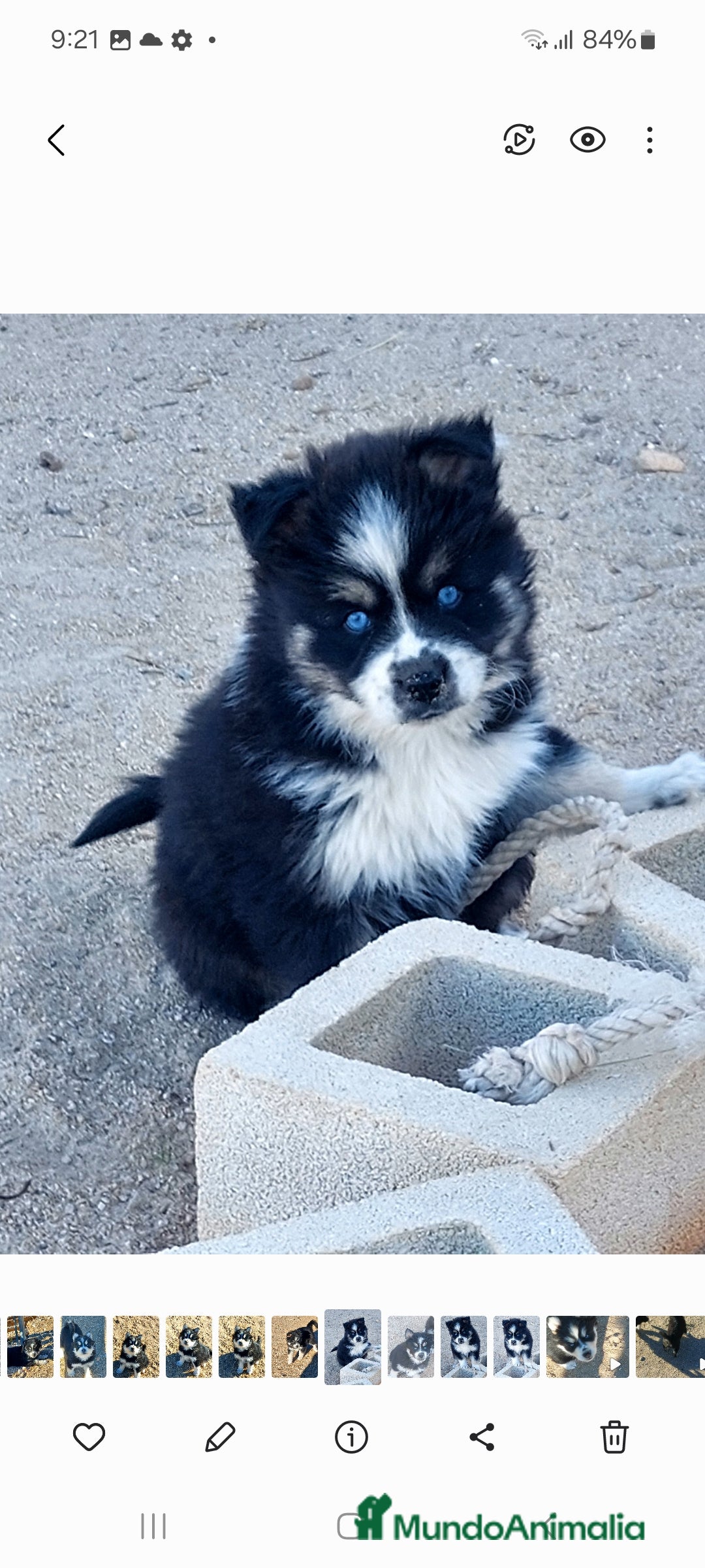 Pomsky perros en venta: Cachorros pomsky o mini husky - Anuncio 2
