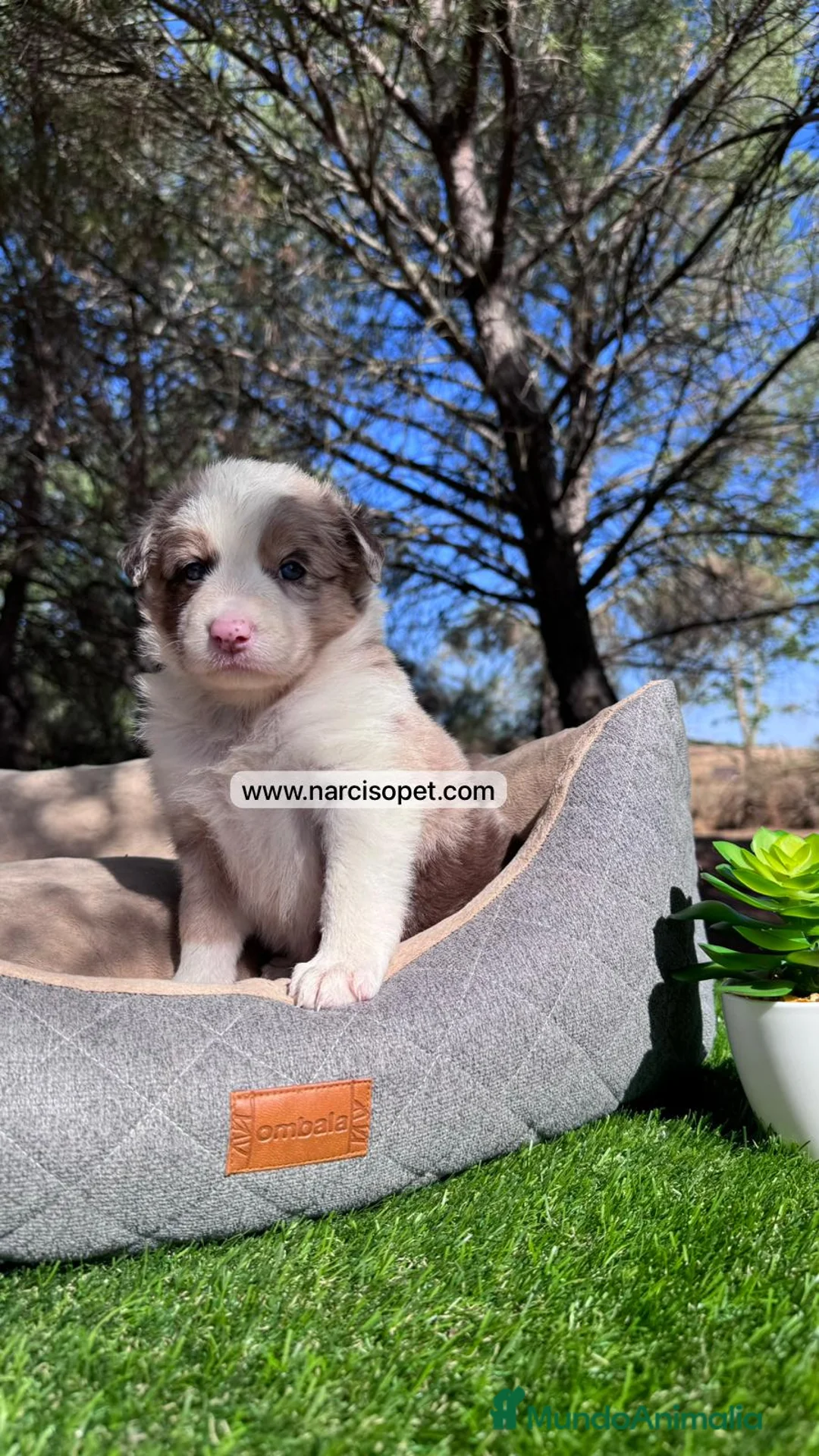 Border Collie perros en venta: VENTA DE BORDER COLLIE RED MERLE en Asturias - Anuncio 5