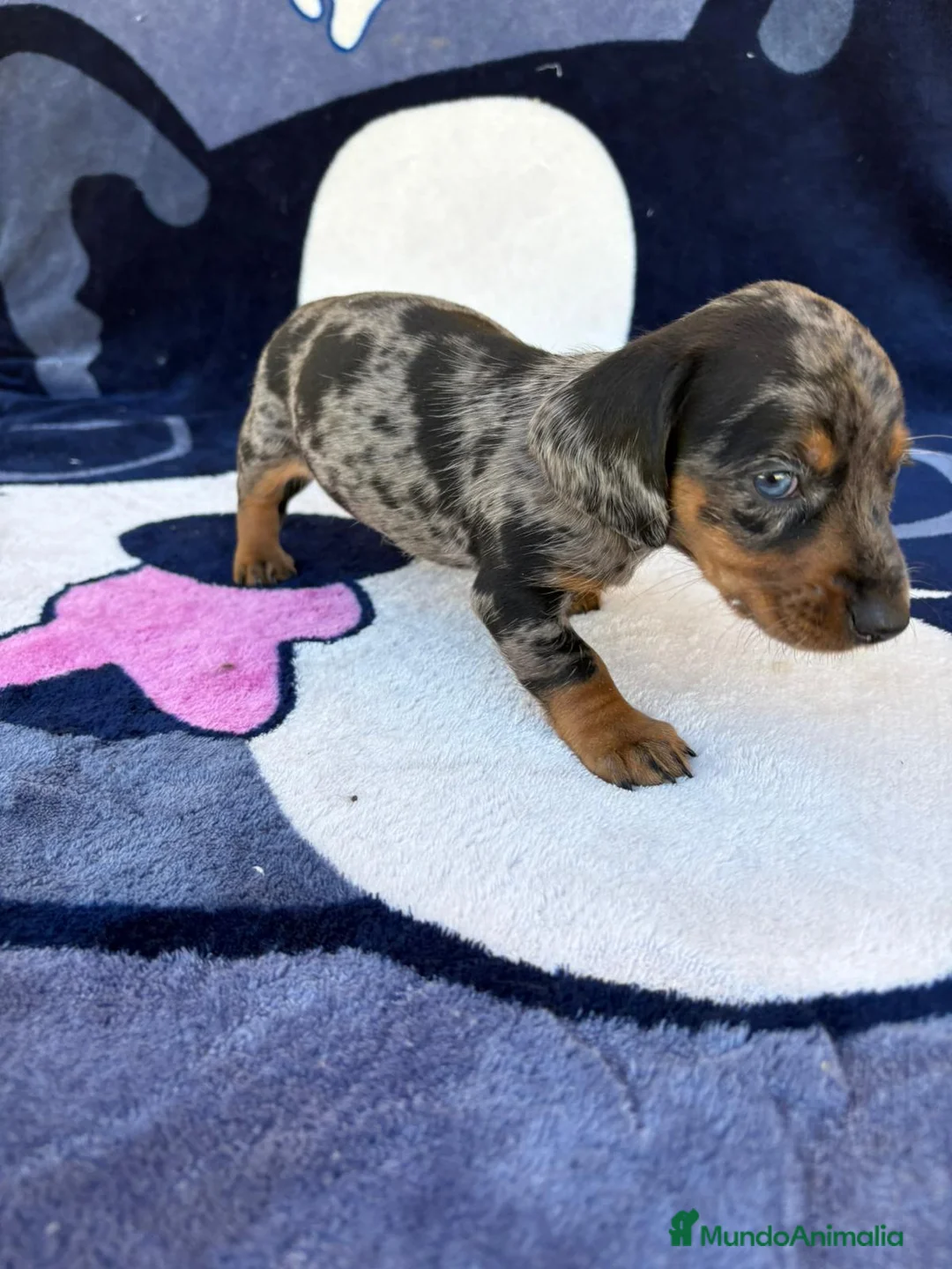 Teckel Miniatura perros en venta: Cachorros de Teckel Miniatura  - Anuncio 1