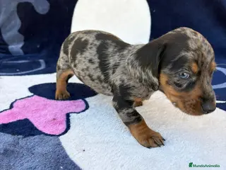 Teckel Miniatura perros Cachorros de Teckel Miniatura - Anuncio 1