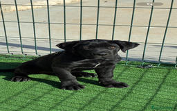 Cane Corso perros en venta: Cachorros de cane corso  - Anuncio 1
