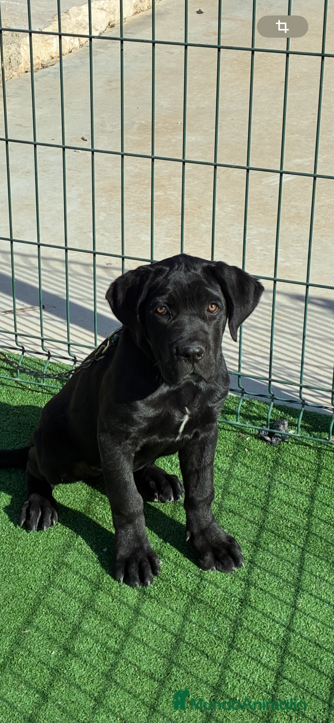 Cane Corso perros en venta: Cachorros de cane corso  - Anuncio 1