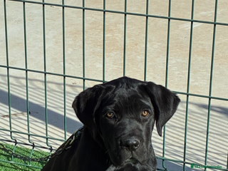 Cane Corso perros Cachorros de cane corso - Anuncio 5