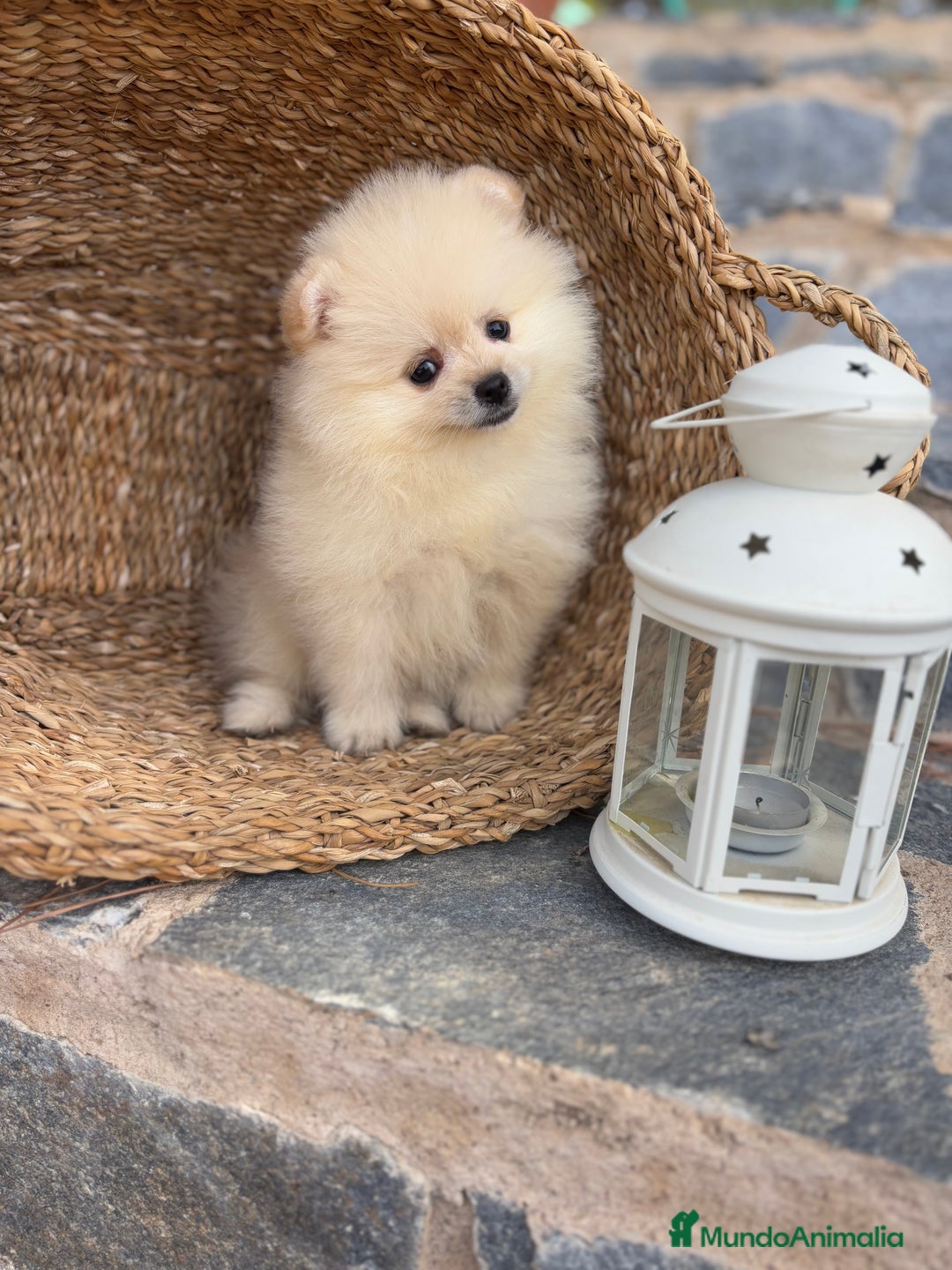 Pomerania perros en venta: Pomerania de caramelo para entregar !! - Imagen 2