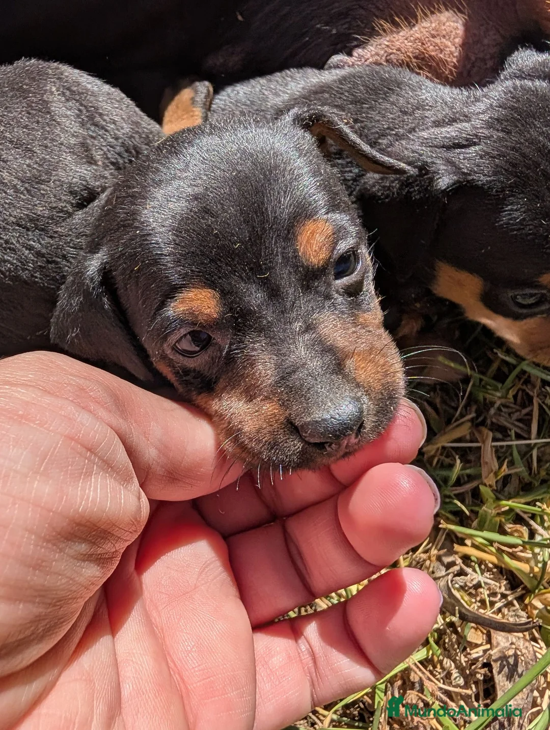 Pinscher Miniatura perros en venta: Pinscher cariñosos - Anuncio 2