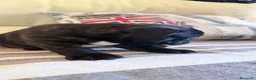 Bulldog Francés perros en venta: Espectáculo de bulldog francés negro - Anuncio 11