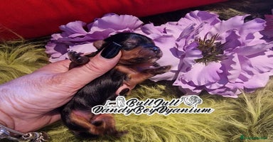 Yorkshire Terrier perros en Vizcaya - Anuncio 1