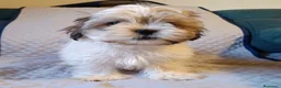 Shih Tzu perros en venta: MalShi. Shihtzu x Maltes - Anuncio 7