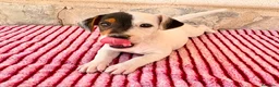 Jack Russell Terrier perros en venta: Jack Russell Terrier macho  - Anuncio 11