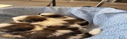 Shih Tzu perros en venta: CACHORRITOS DE SHIH TZU - Anuncio 6