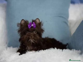 Yorkshire Terrier perros Exclusivos Yorkshire Exóticos - Anuncio 18
