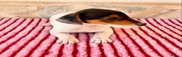 Jack Russell Terrier perros en venta: Jack Russell Terrier macho  - Anuncio 3
