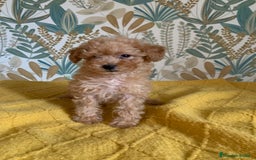 Caniche Toy perros en venta: Caniche Toy APricot - Imagen 7