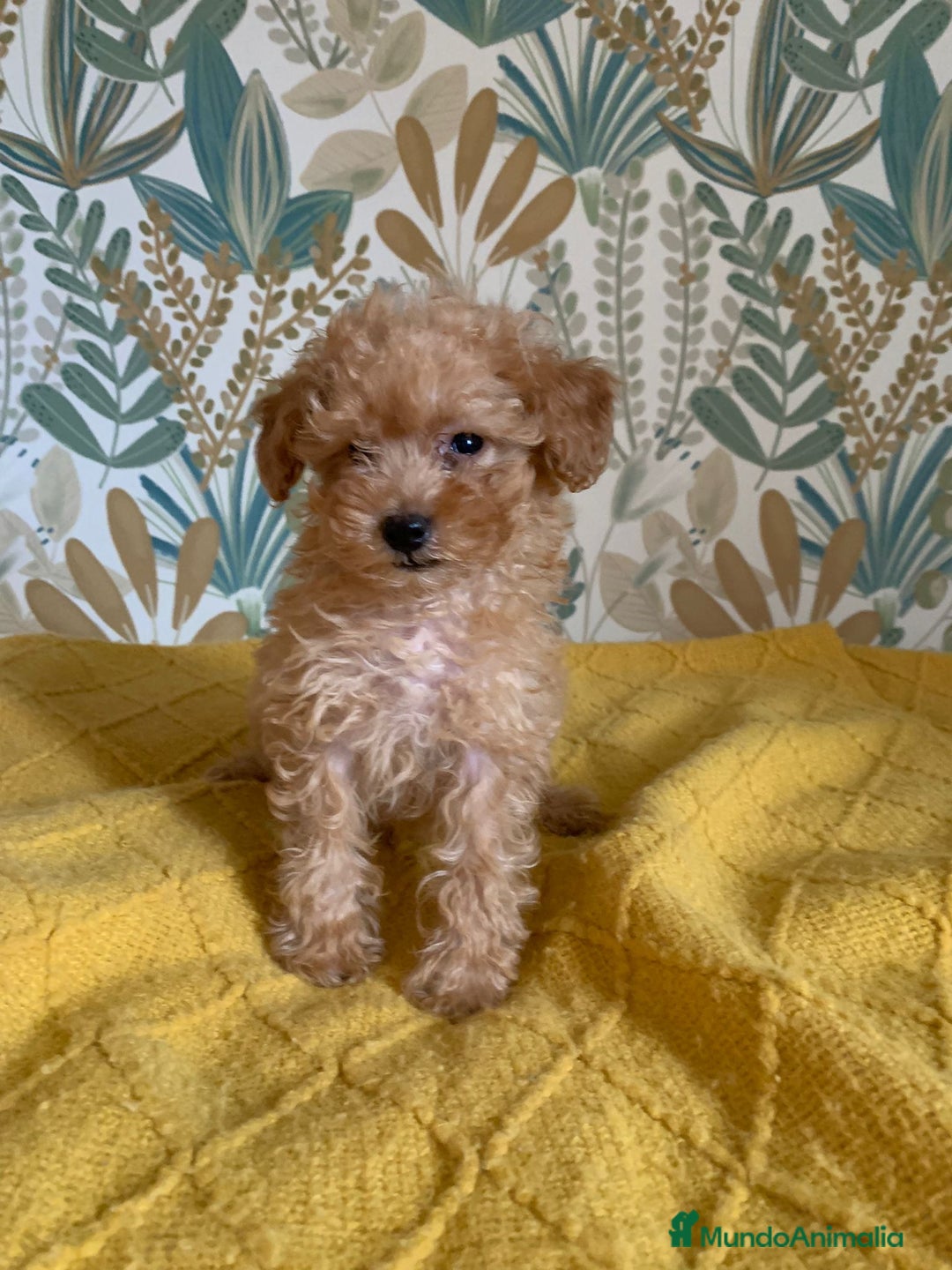 Caniche Toy perros en venta: Caniche Toy APricot - Imagen 7