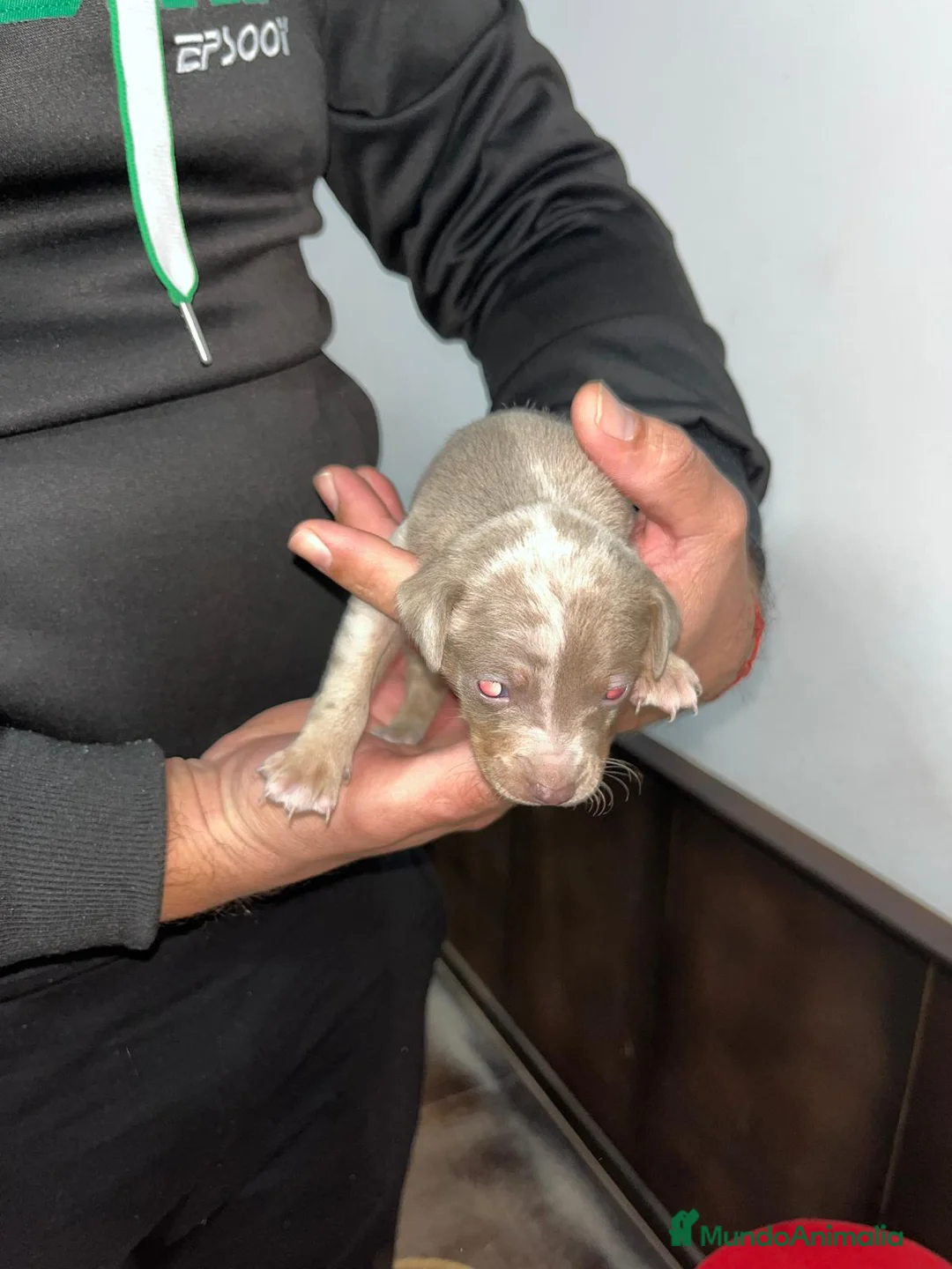 Pinscher Miniatura perros en venta: Mini Pinscher merle isabela - Anuncio 1