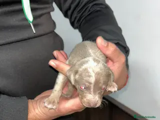 Pinscher Miniatura perros Mini Pinscher merle isabela - Anuncio 2