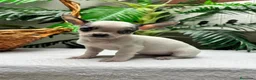 Chihuahua perros en venta: CHIHUAHUA HEMBRA - Anuncio 8