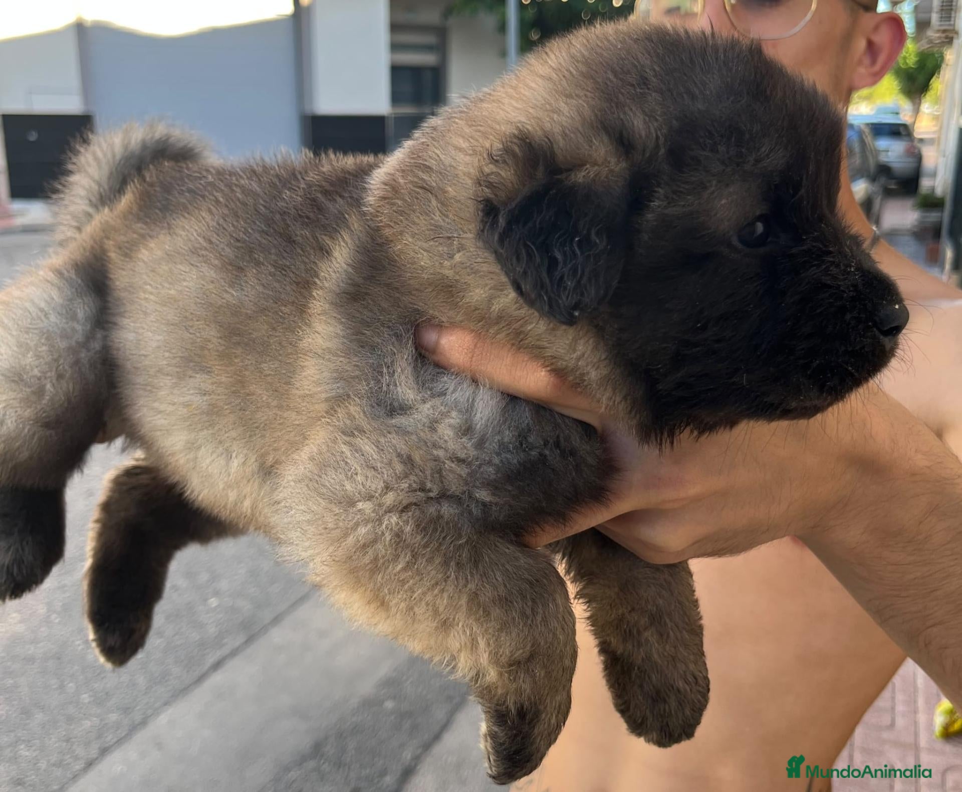 Pastor del Cáucaso perros Pastor del Cáucaso - Anuncio 2