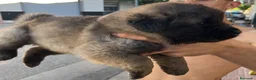 Pastor del Cáucaso perros en venta: Pastor del Cáucaso - Anuncio 1