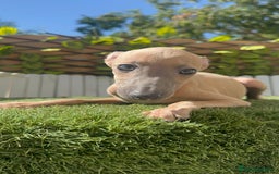 Pequeño Lebrel Italiano perros en venta: PICCOLO ISABELA macho - Imagen 6