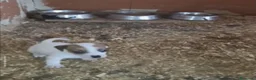 Jack Russell Terrier perros en venta: Cachorros de Jack Russell  - Anuncio 1