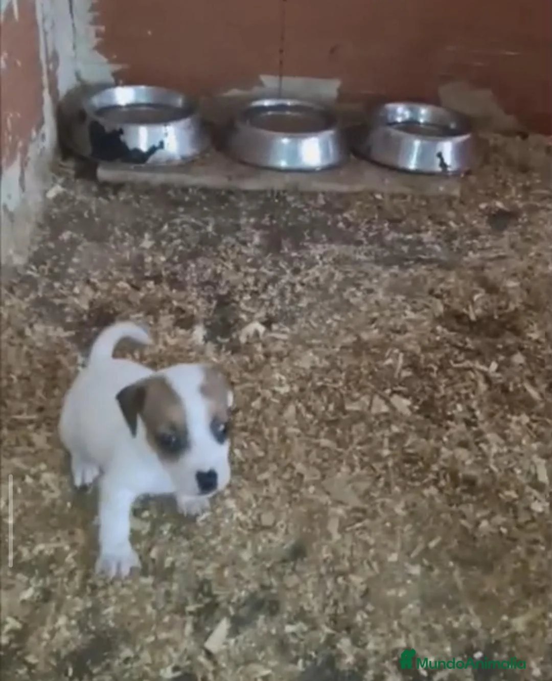 Jack Russell Terrier perros en venta: Cachorros de Jack Russell  - Anuncio 1