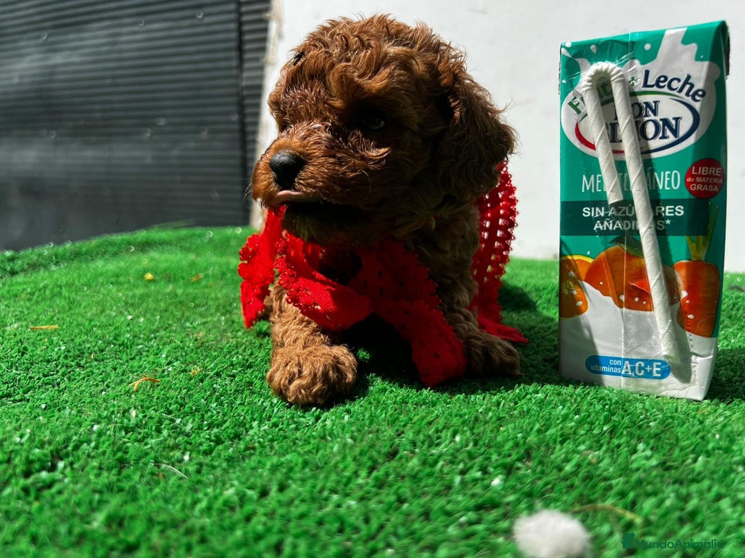 Caniche Toy perros en venta: Caniche toy linea asiática!!! - Imagen 4