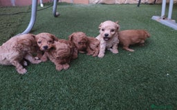 Caniche Enano perros en venta: Cachorro Caniche - Imagen 4