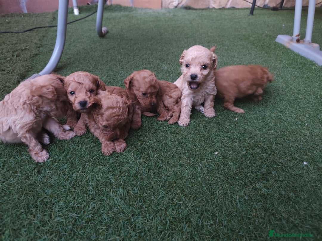 Caniche Enano perros en venta: Cachorro Caniche - Imagen 4