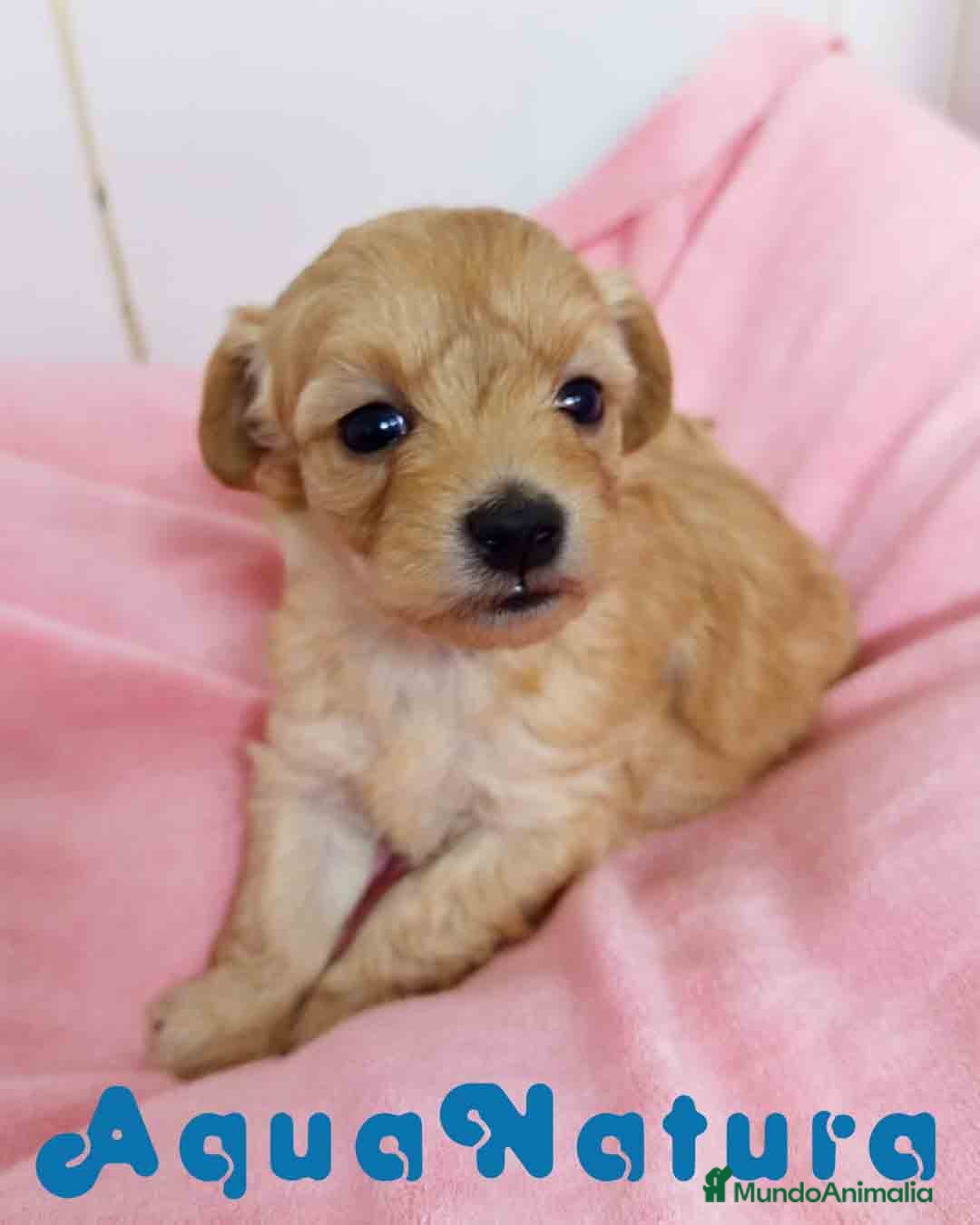 Raza Mixta perros Havapoo Hembra 3 de Leo y Alejo AQUANATURA - Anuncio 14