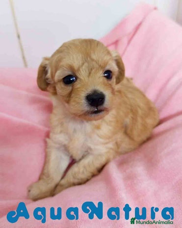 Raza Mixta perros - Anuncio 1