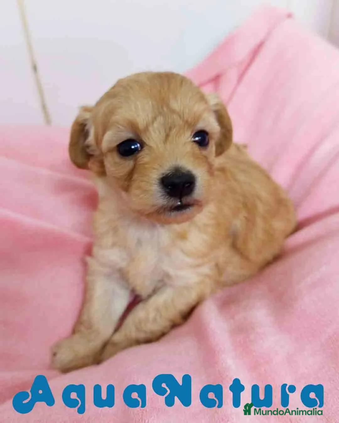 Raza Mixta perros en venta: Havapoo Hembra 3 de Leo y Alejo AQUANATURA - Anuncio 1