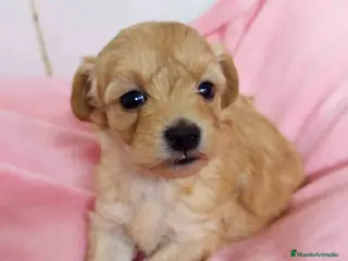 Raza Mixta perros Havapoo Hembra 3 de Leo y Alejo AQUANATURA - Anuncio 7