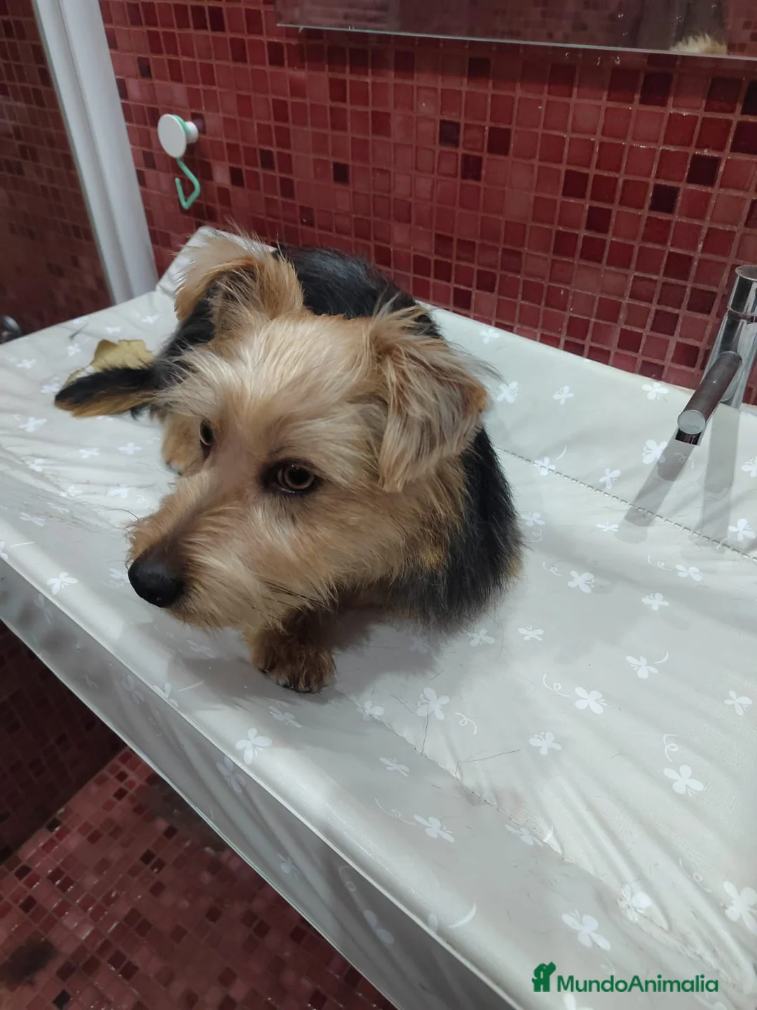 Raza Mixta perros en venta: Yorkie Russel - Anuncio 4