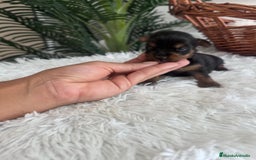 Yorkshire Terrier perros en venta: YORKSHIRE TERRIER - Imagen 20