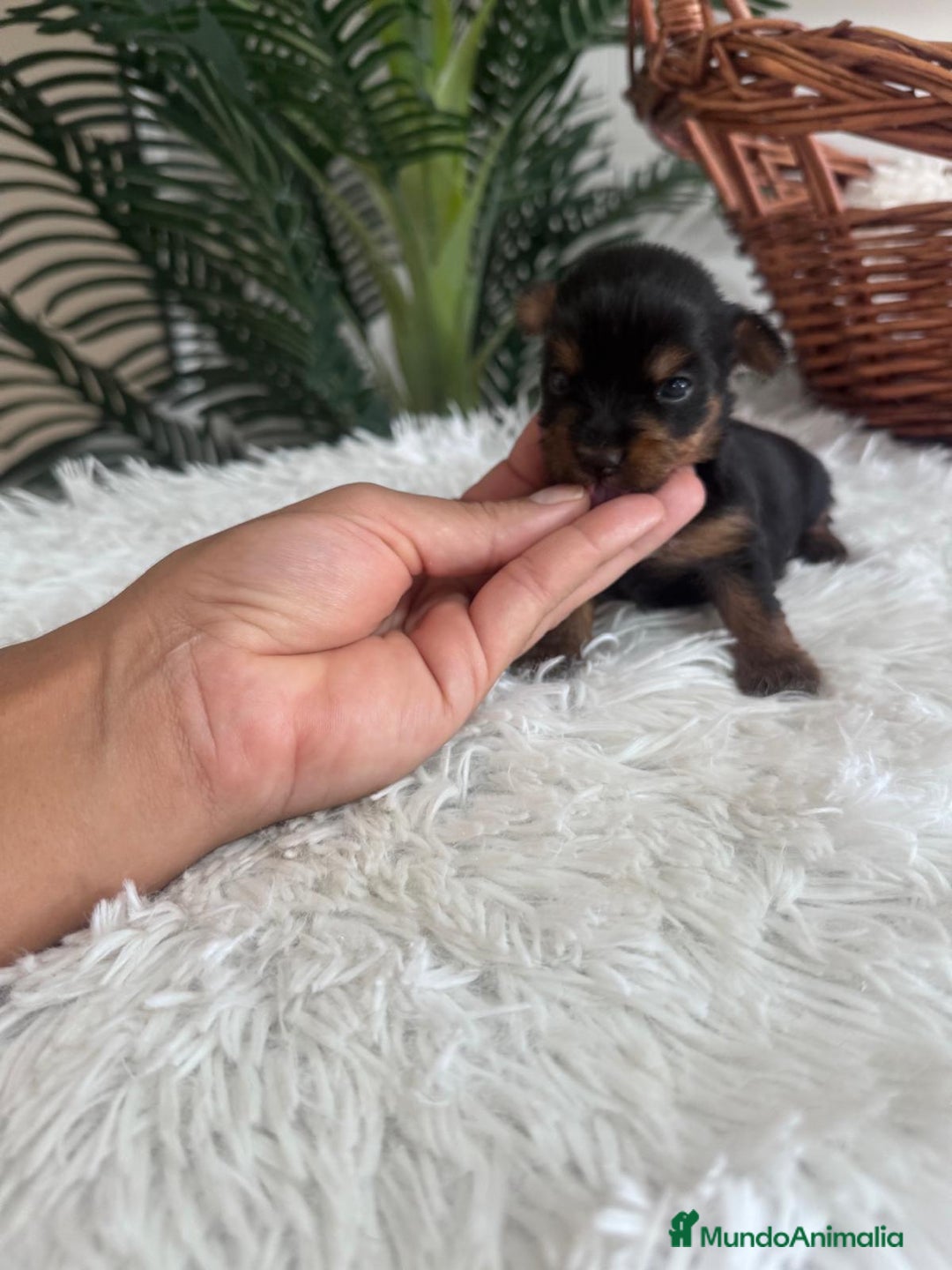 Yorkshire Terrier perros en venta: YORKSHIRE TERRIER - Imagen 20
