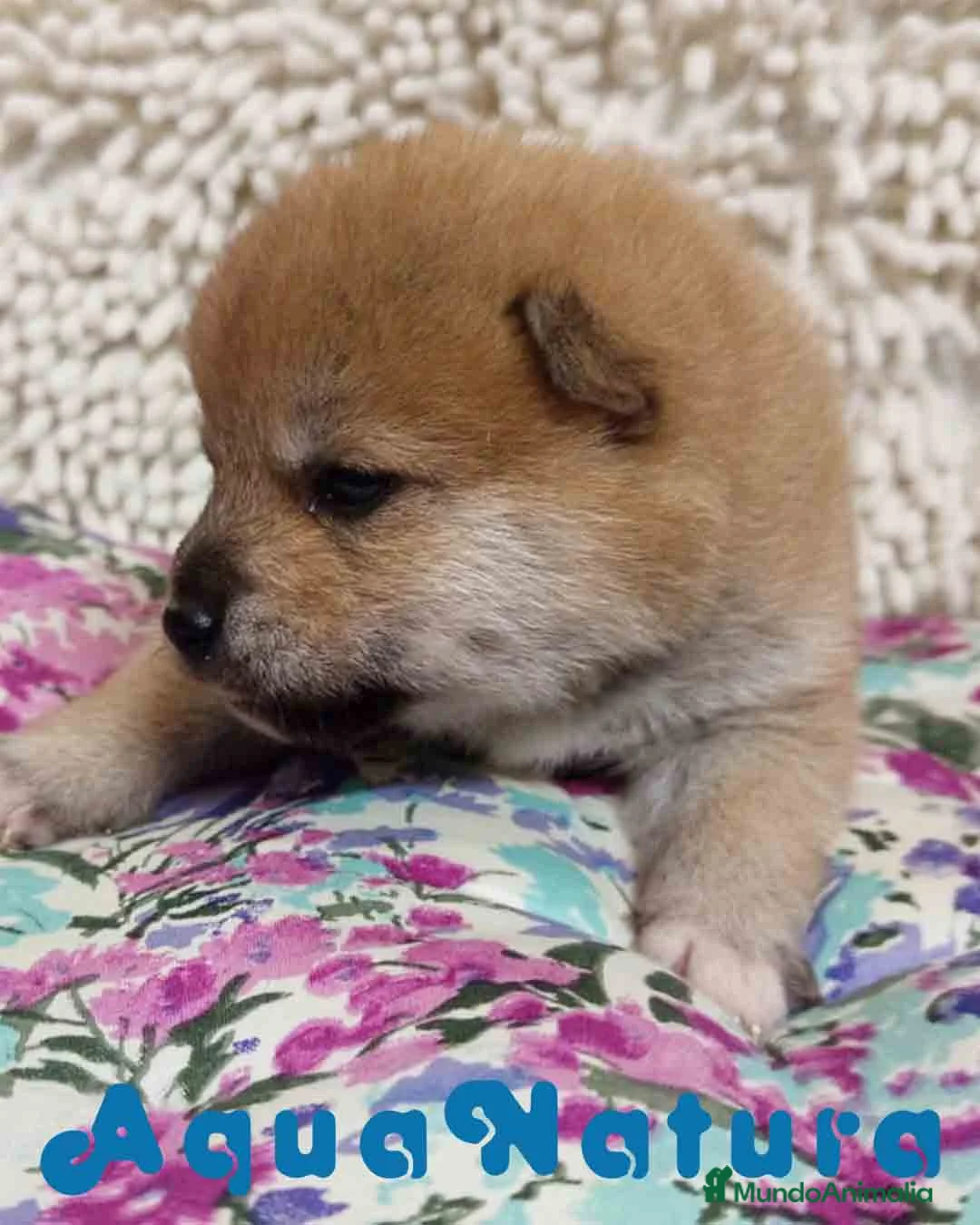 Shiba Inu perros en venta: Shiba Inu de Maya y Silvio 1828 - AQUANATURA en Barcelona - Anuncio 4