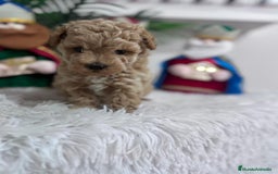 Caniche Toy perros en venta: CANICHE TOY - Anuncio 11